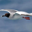 Swallow-tailed Gull